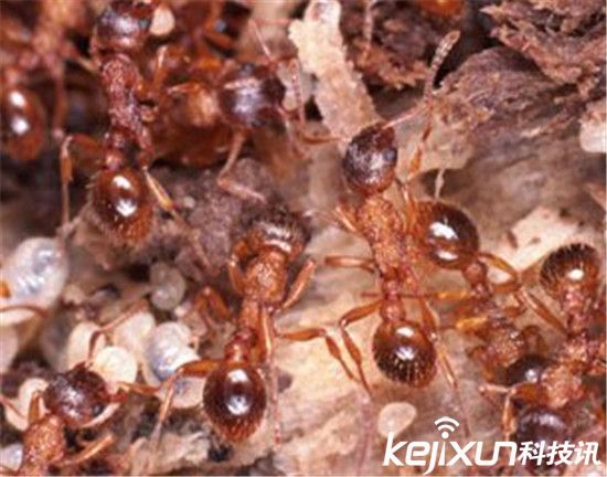 南美洲恐怖食人蚁竟能猎杀人类?丛林霸主再现